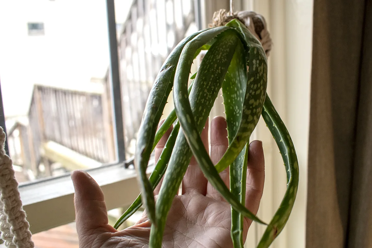 Hand holding a hanging aloe plant in a window.