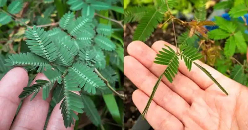 benefits of Mimosa pudica